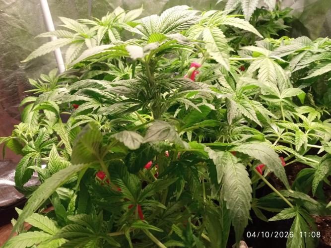 Choco Bang+Sour Diesel+Mai Tai. Week 7