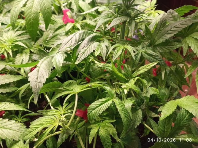 Choco Bang+Sour Diesel+Mai Tai. Week 7