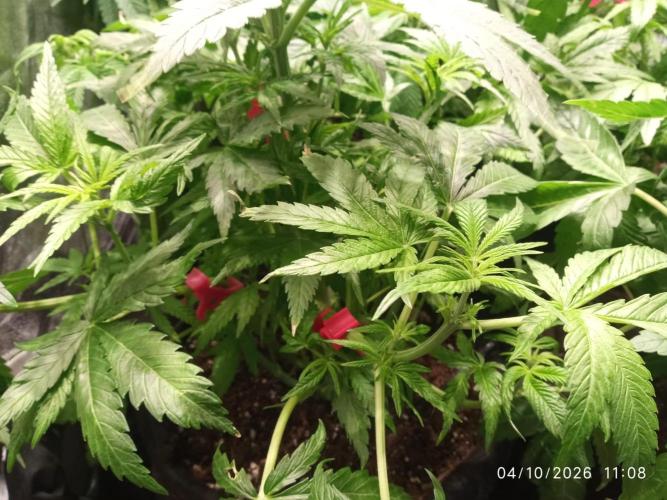 Choco Bang+Sour Diesel+Mai Tai. Week 7