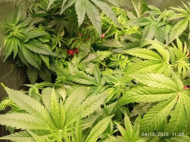 Choco Bang+Sour Diesel+Mai Tai. Week 7