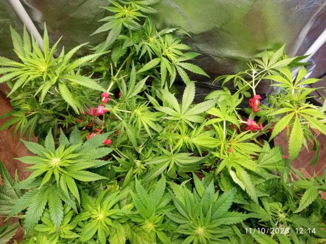 Choco Bang+Sour Diesel+Mai Tai. Week 8 - day 21 of bloom