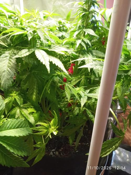 Choco Bang+Sour Diesel+Mai Tai. Week 8 - day 21 of bloom