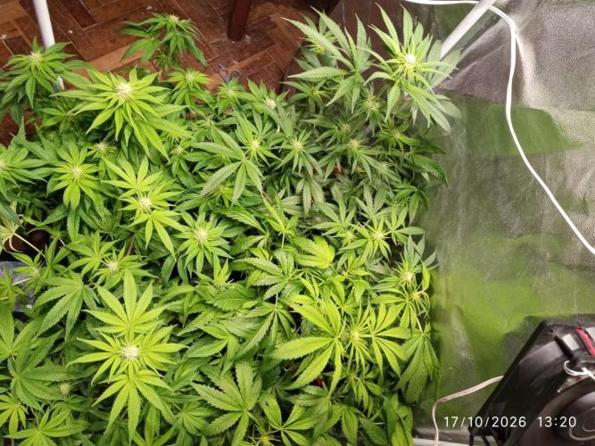 Choco Bang+Sour Diesel+Mai Tai. Week 9