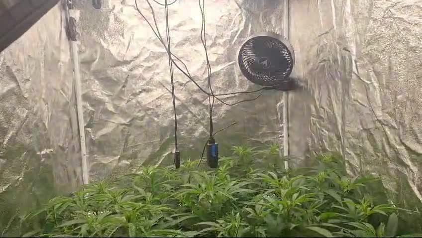 Budz _Bunny/ Banana Krumble