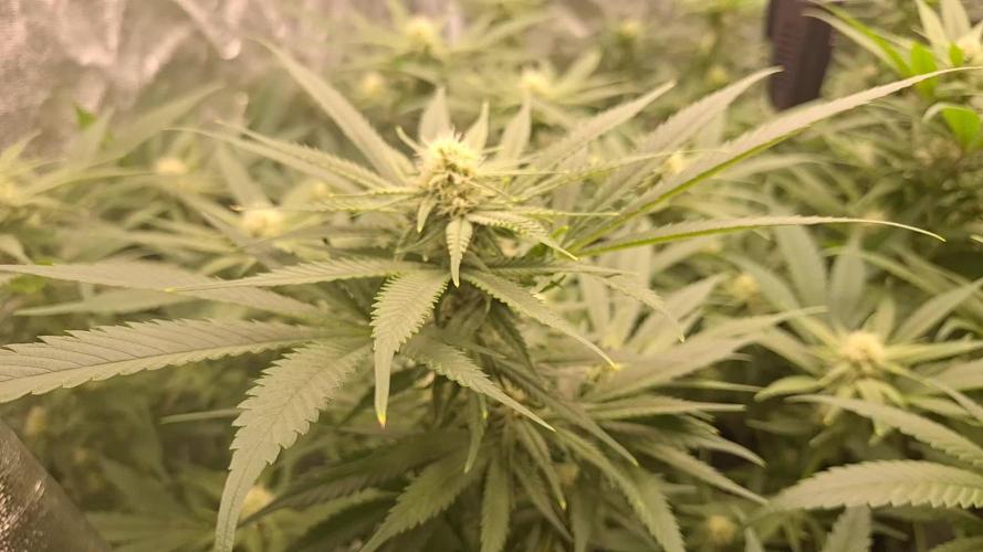 Budz _Bunny/ Banana Krumble