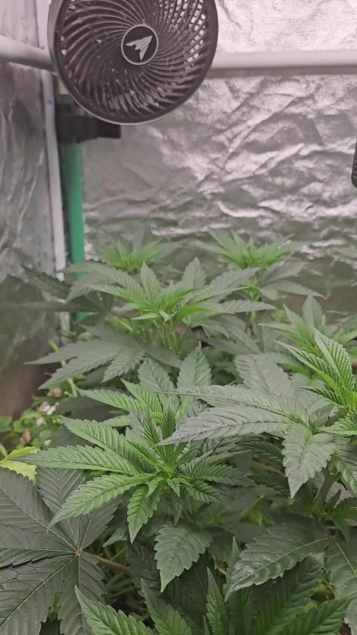 Super Sativa Seed Club : Black Cherries