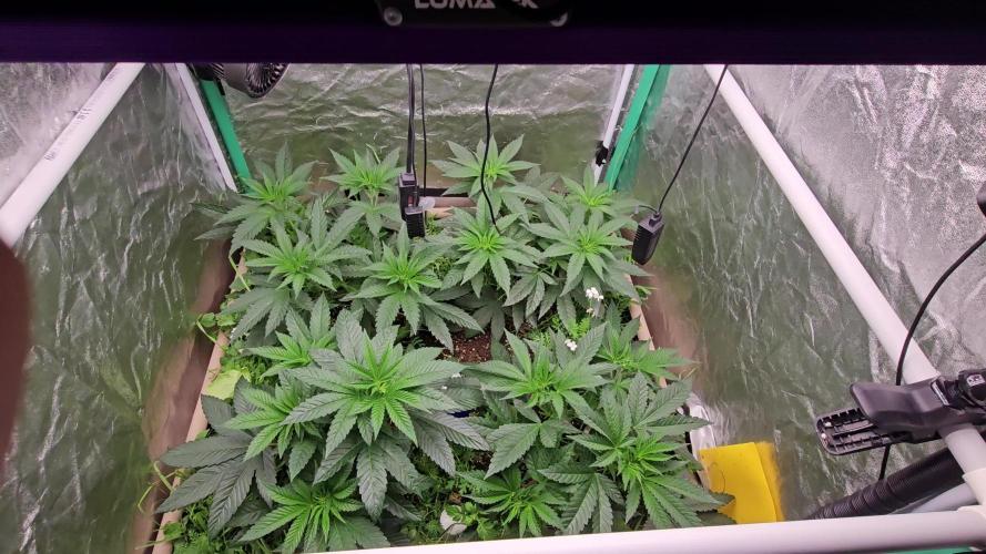 Super Sativa Seed Club : Black Cherries