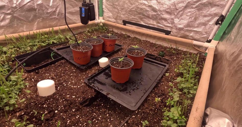 Super Sativa Seed Club : Black Cherries