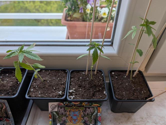 Papaya Zoap Auto. Week 3
