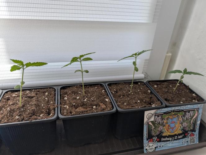 Outdoor 2026#2. Week 2