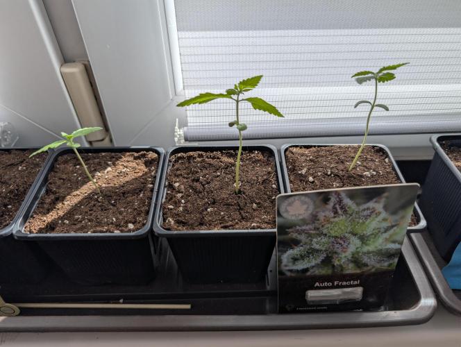 Outdoor 2026#1. Week 2