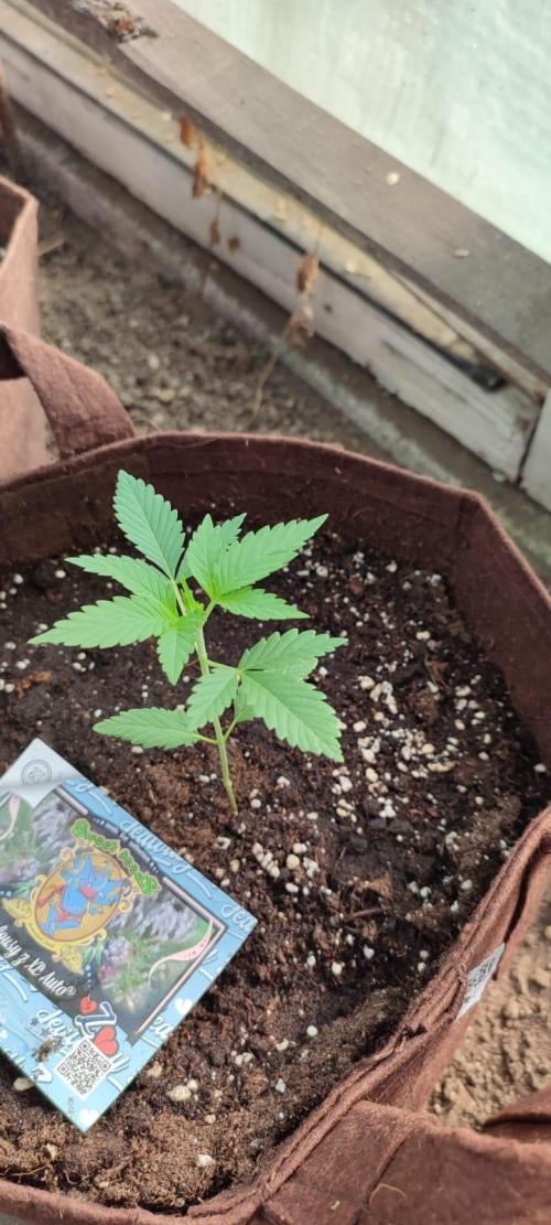 Outdoor 2026#2. Week 4