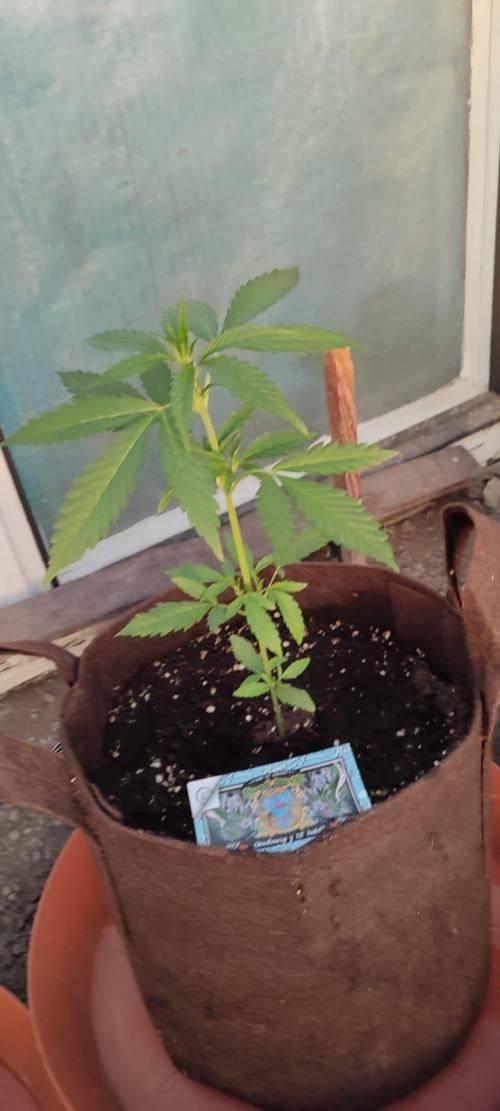 Outdoor 2026#2. Week 5
