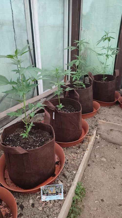 Outdoor 2026#2. Week 6