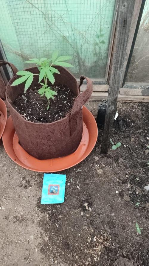 Outdoor 2026#2. Week 6
