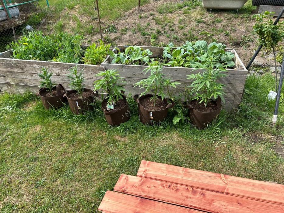 Outdoor 2026#1. Week 7