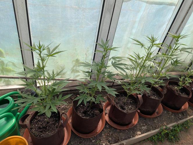 Outdoor 2026#2. Week 7