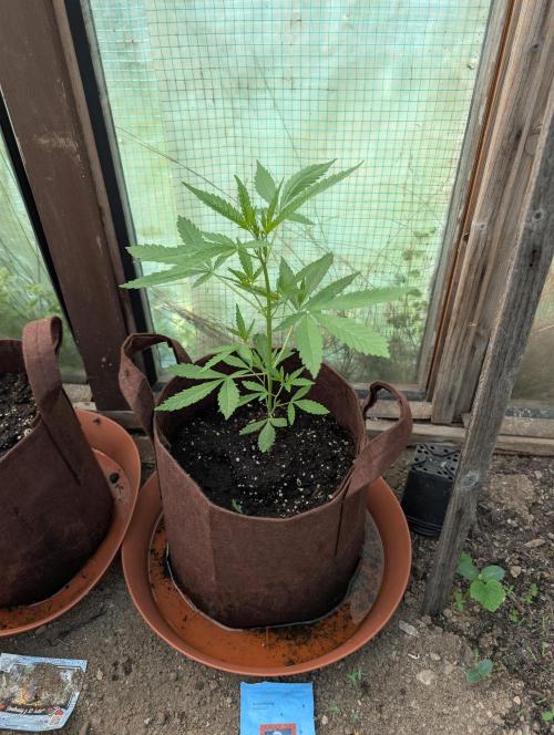 Outdoor 2026#2. Week 7
