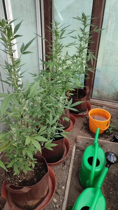 Outdoor 2026#2. Week 9