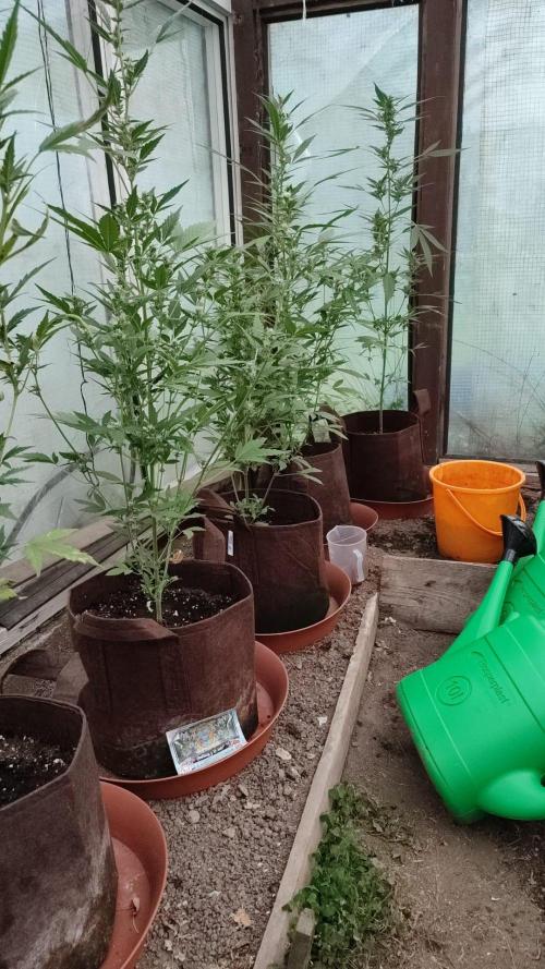 Outdoor 2026#2. Week 9
