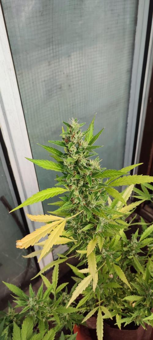 Outdoor 2026#2. Week 12