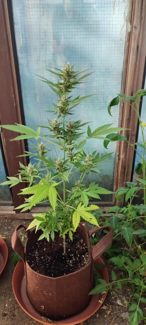 Outdoor Auto2026#3. Week 6