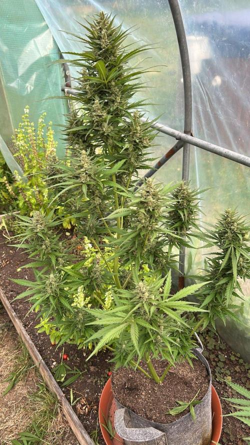 Outdoor 2026#4. Week 5