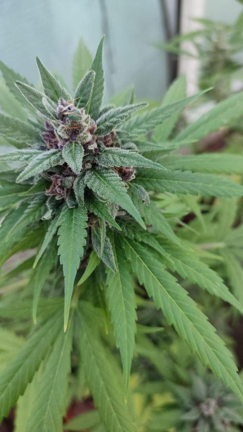 Outdoor Auto2026#3. Week 7