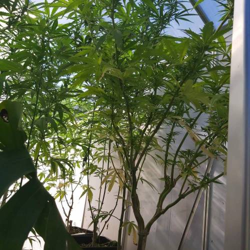 Rollercoaster Haze. Week 16