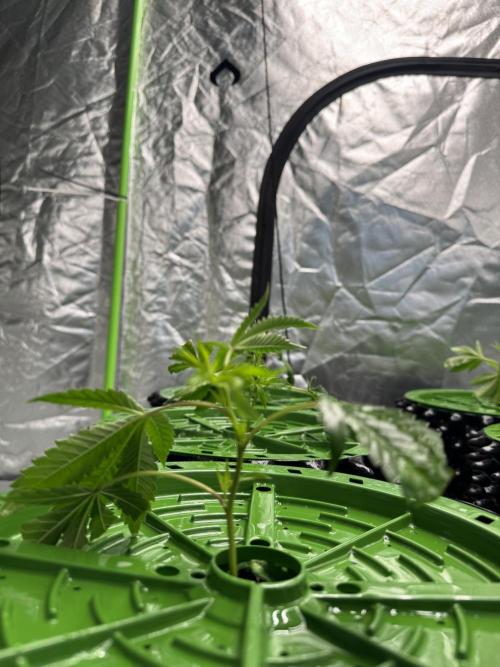 Bluzzi (Zkittlez x ZiZi) x Blucci Cut. Week 1