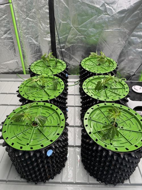 Bluzzi (Zkittlez x ZiZi) x Blucci Cut. Week 1