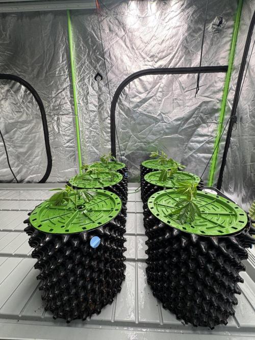 Bluzzi (Zkittlez x ZiZi) x Blucci Cut. Week 1