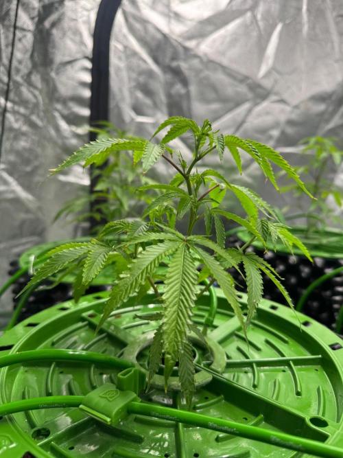 Bluzzi (Zkittlez x ZiZi) x Blucci Cut. Week 2