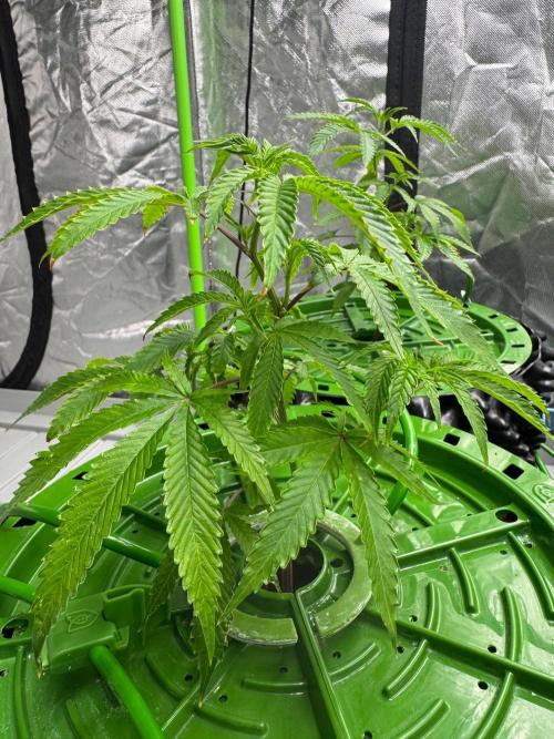Bluzzi (Zkittlez x ZiZi) x Blucci Cut. Week 2