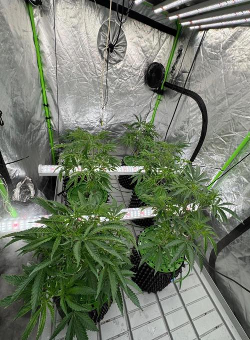Bluzzi (Zkittlez x ZiZi) x Blucci Cut. Week 4