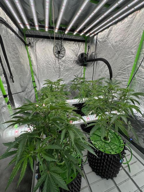 Bluzzi (Zkittlez x ZiZi) x Blucci Cut. Week 4