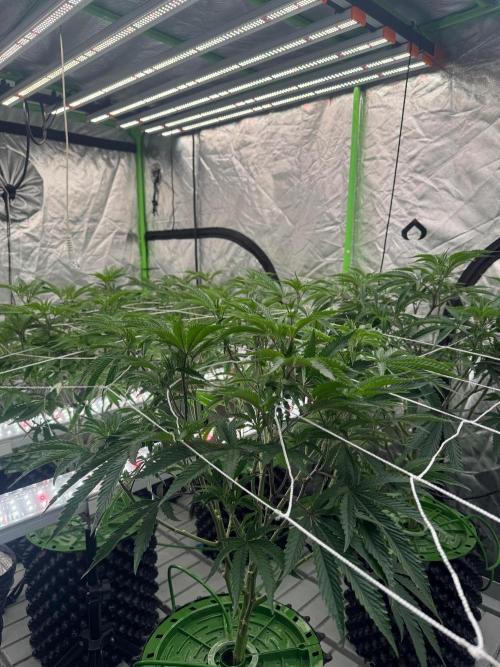 Bluzzi (Zkittlez x ZiZi) x Blucci Cut. Week 5