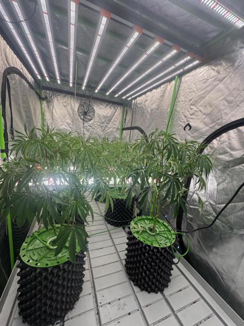 Bluzzi (Zkittlez x ZiZi) x Blucci Cut. Week 5