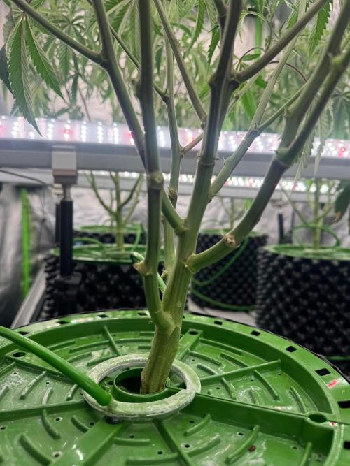 Bluzzi (Zkittlez x ZiZi) x Blucci Cut. Week 5
