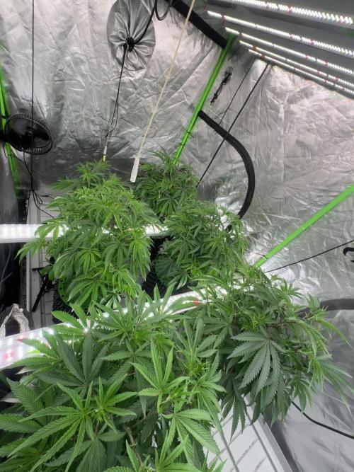 Bluzzi (Zkittlez x ZiZi) x Blucci Cut