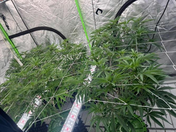 Bluzzi (Zkittlez x ZiZi) x Blucci Cut. Week 6
