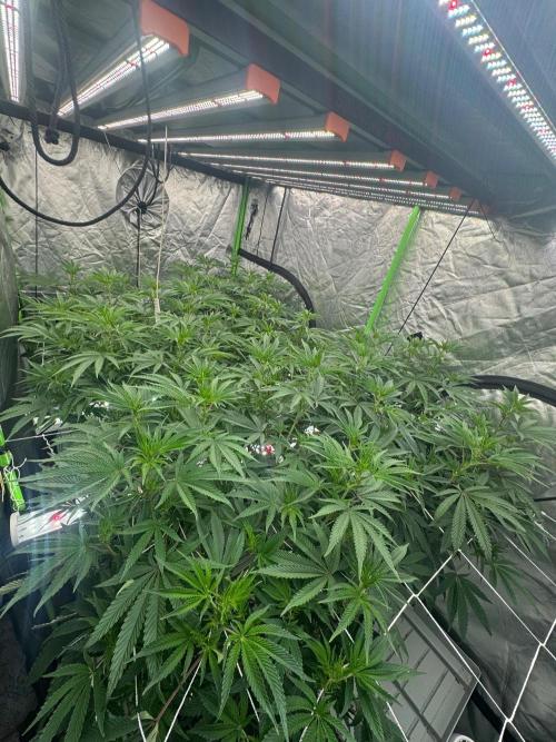 Bluzzi (Zkittlez x ZiZi) x Blucci Cut. Week 7