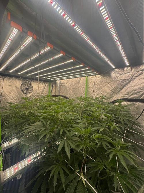 Bluzzi (Zkittlez x ZiZi) x Blucci Cut. Week 7