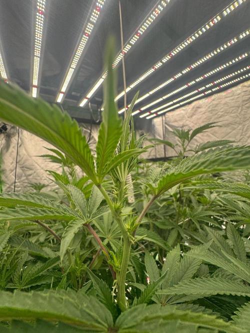 Bluzzi (Zkittlez x ZiZi) x Blucci Cut. Week 7