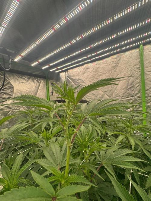 Bluzzi (Zkittlez x ZiZi) x Blucci Cut. Week 7