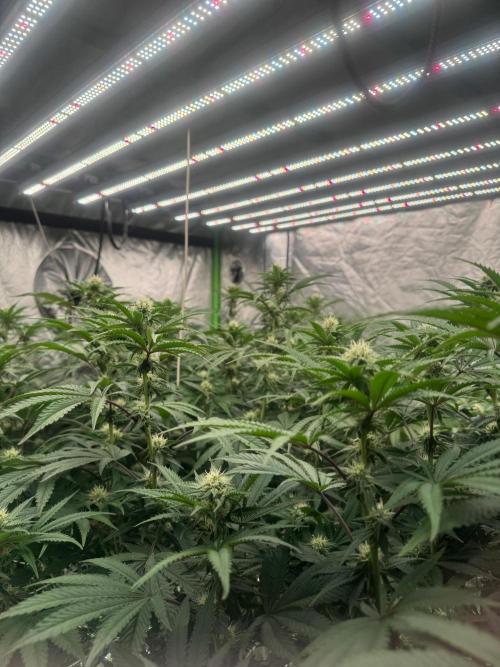 Bluzzi (Zkittlez x ZiZi) x Blucci Cut. Week 9