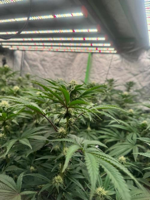 Bluzzi (Zkittlez x ZiZi) x Blucci Cut. Week 9