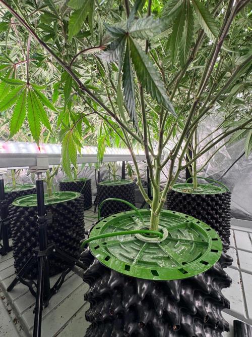 Bluzzi (Zkittlez x ZiZi) x Blucci Cut. Week 9