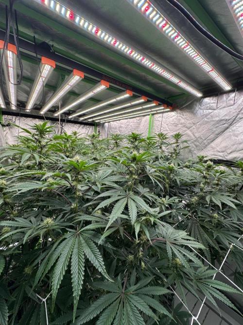 Bluzzi (Zkittlez x ZiZi) x Blucci Cut. Week 9