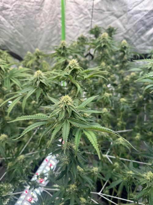 Bluzzi (Zkittlez x ZiZi) x Blucci Cut. Week 10